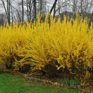 Zlatý dážď (Forsythia intermedia) ´MINIGOLD´ výška: 40-60 cm, kont. C2L